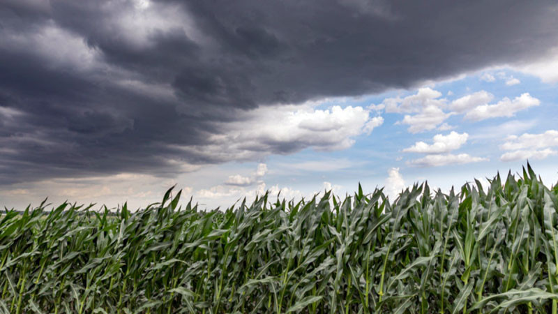 Наемите на земеделска земя у нас изпреварват средните цени в ЕС