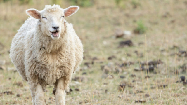Районна прокуратура Търговище привлече към наказателна отговорност двама мъже На