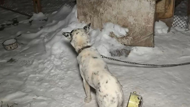 Очаква се да бъдат повдигнати обвиненията на двамата задържани в свищовското