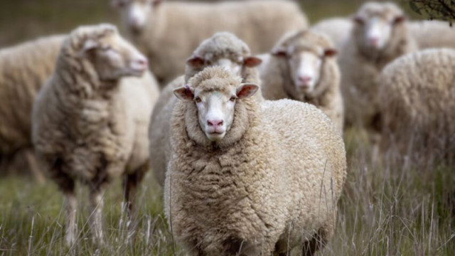 Митническите власти на Промахон съобщиха за ареста на двама българи опитали се