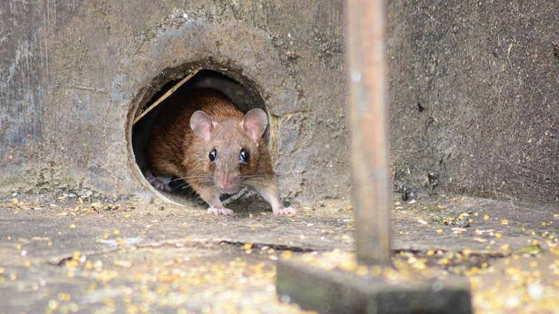 Започна плановата дератизация на подлези, канални шахти и дерета във Варна