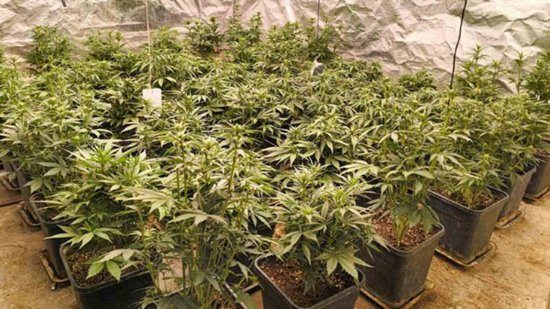 Акция на СДВР и отряд "Кобра"срещу наркоразпространението