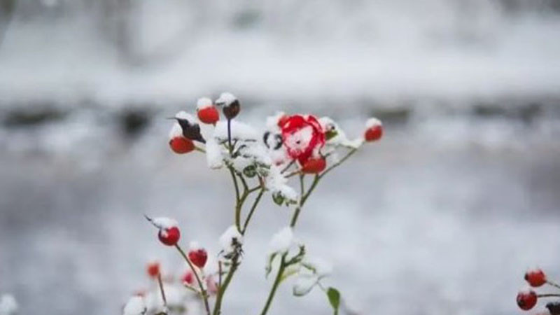 Синоптик: Започват валежи от дъжд, в събота ще преминават в сняг