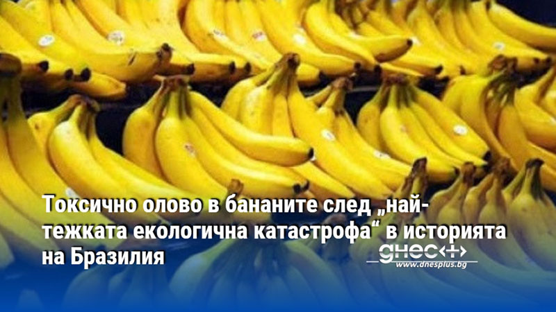 Токсично олово в бананите след „най-тежката екологична катастрофа“ в историята на Бразилия