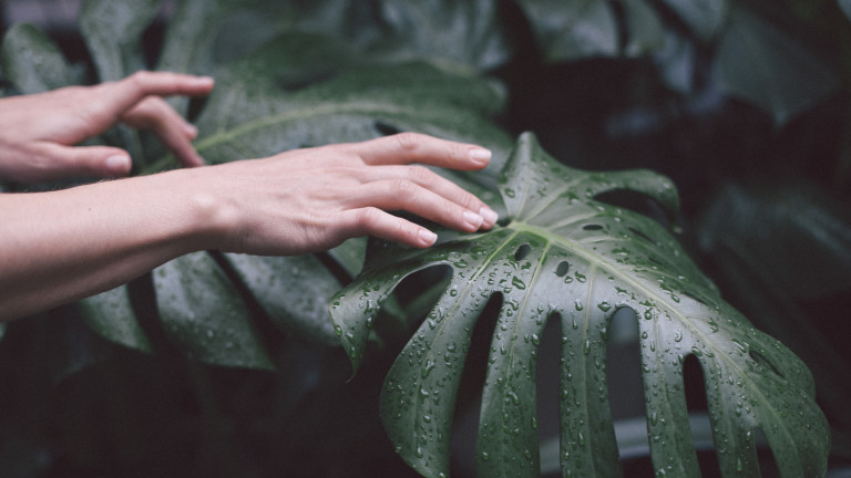 Растенията и защо не бива да ги докосваме