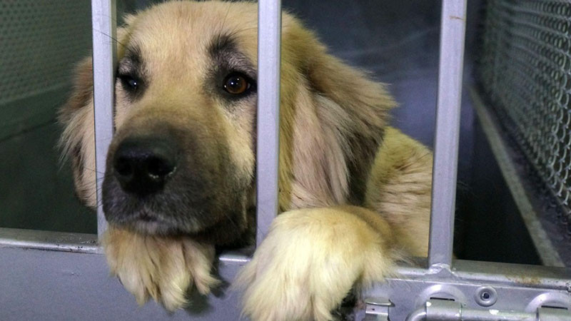 Търсят управител на приюта за бездомни кучета в Каменар