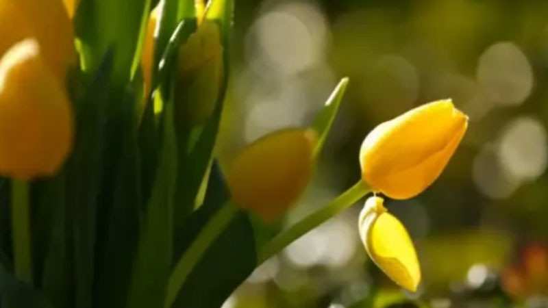 През следващите дни времето ще е слънчево в цялата страна