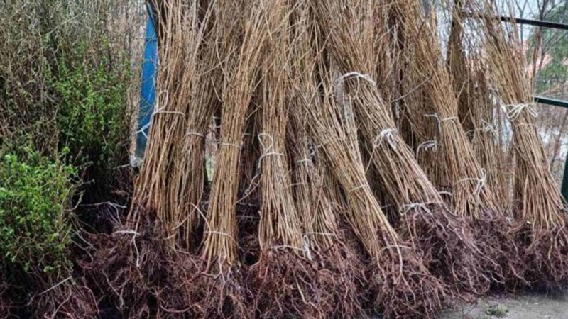 Раздават безплатно 30 хиляди плодни, паркови и медоносни дръвчета на 14 март във Варна