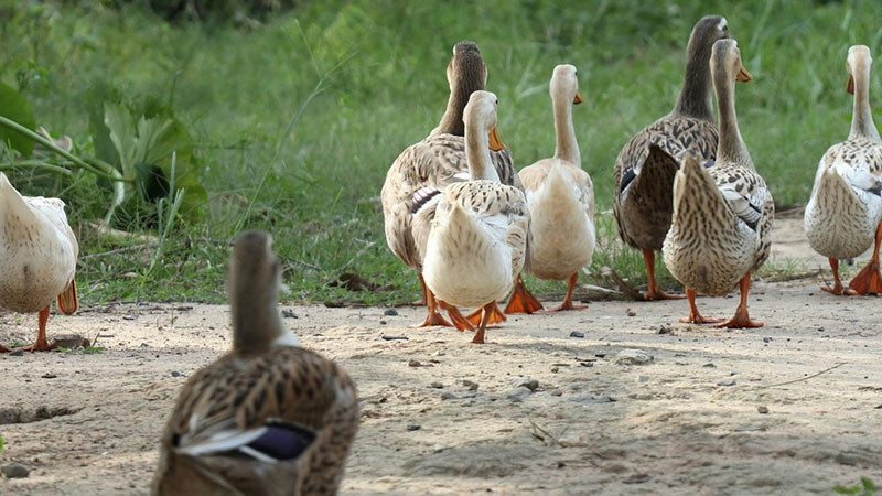 Унищожават 30 хиляди патици заради птичи грип в хасковска ферма