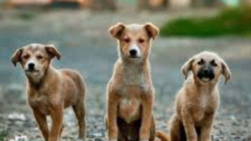 Обособяване на отделно звено за хуманно отношение към животните бе обсъдено на среща в БАБХ