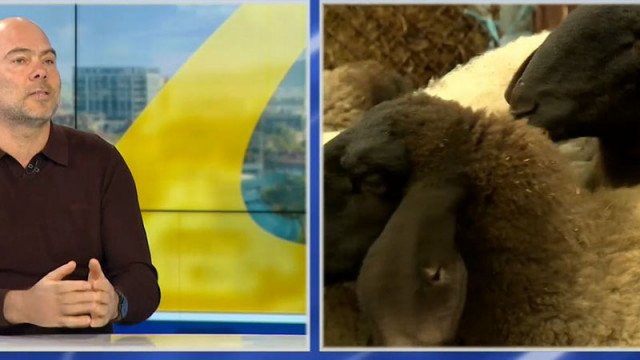 Цената на агнешкото ще е от 14-16 евро за Великден