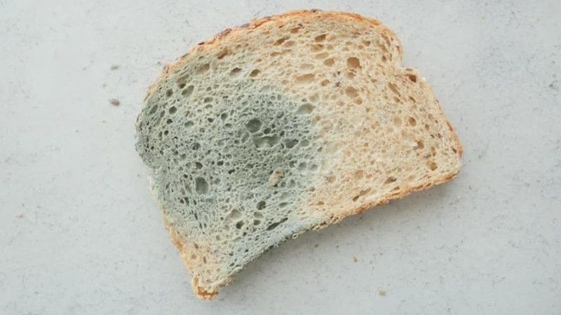 БАБХ откри растеж на бактерии и плесени в училищни сандвичи