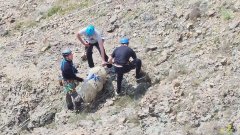 Доброволци спасиха овце, пропаднали в 300-метрова пропаст край Кърджали