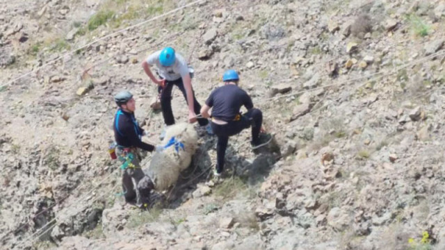 Доброволци спасиха овце, пропаднали в 300-метрова пропаст край Кърджали