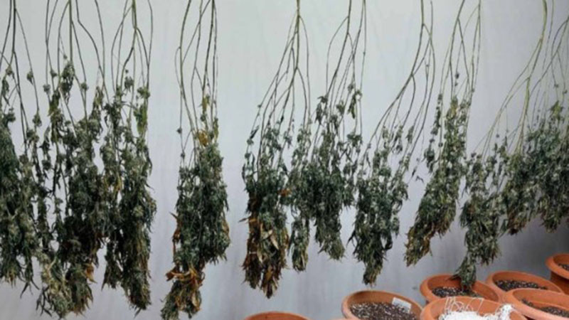 Полицията разби две наркооранжеии и иззе марихуана за 50 000 евро в Русенско