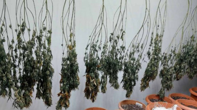 Полицията разби две наркооранжеии и иззе марихуана за 50 000 евро в Русенско