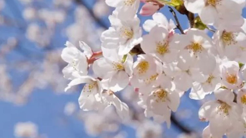 Астрономическата пролет настъпва днес в 16:24 часа