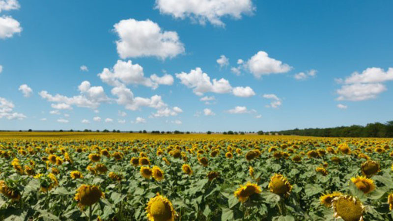 БАБХ откри пестициди и в третия кораб с аржентински слънчоглед, пристигнал у нас