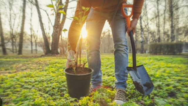 Община Варна напомня изискванията за засаждане на дървета в градска среда