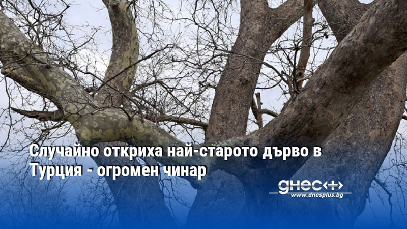 Случайно откриха най-старото дърво в Турция - огромен чинар
