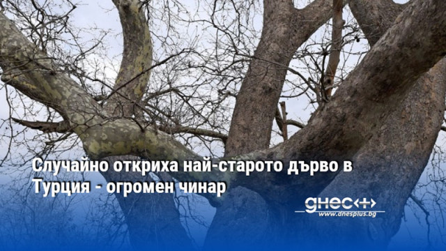 Случайно откриха най-старото дърво в Турция - огромен чинар