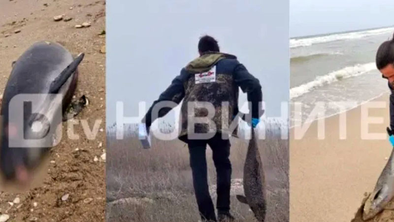 Девет делфина и над 300 средиземноморски буревестници са открити мъртви край Дуранкулак