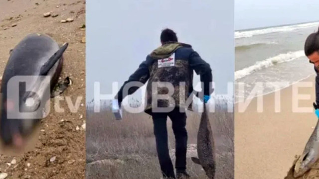 Девет делфина и над 300 средиземноморски буревестници са открити мъртви край Дуранкулак