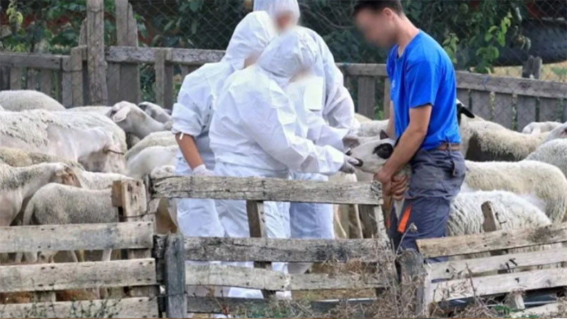 В Кипър са умъртвени над 21 000 овце и кози от ферми, където е открит шап