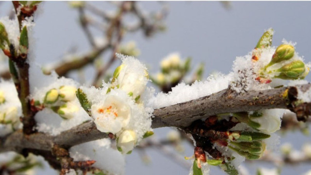 Meteo Balkans към земеделците: Важно! Очакват се слани и застудяване