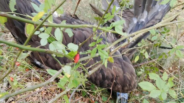 Отровиха още един черен лешояд в България