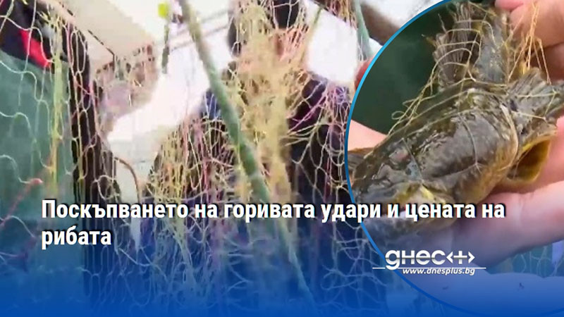 Поскъпването на горивата удари и цената на рибата