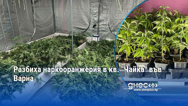 Разбиха наркооранжерия в к.к "Чайка" във Варна