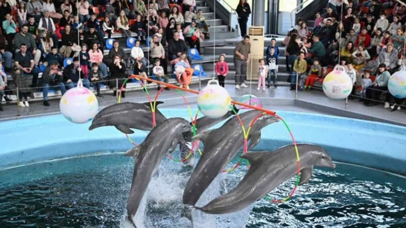 Делфинариумът във Варна с безплатни представления за деца за Великден