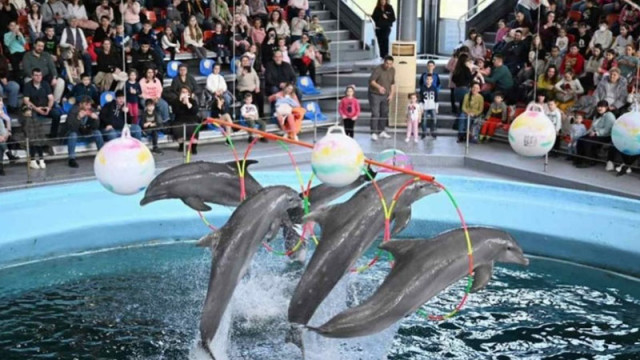Делфинариумът във Варна с безплатни представления за деца за Великден