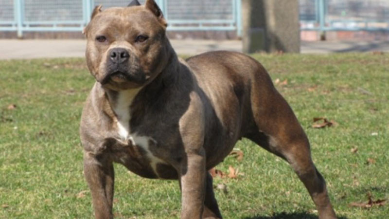 Питбул нахапа две деца в Бургас