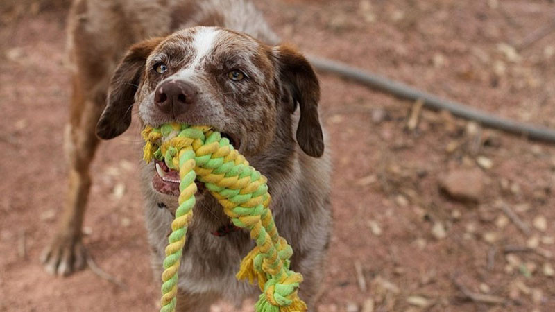 Арест на мъж, влачил куче, вързано с въже за камиона му
