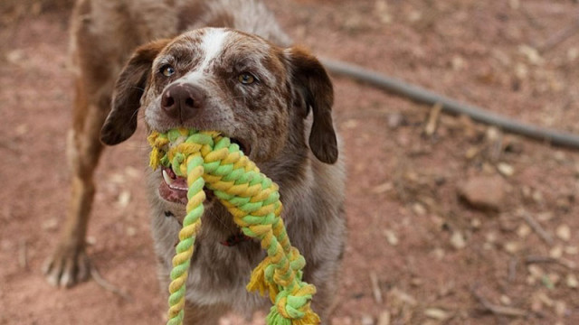 Арест на мъж, влачил куче, вързано с въже за камиона му