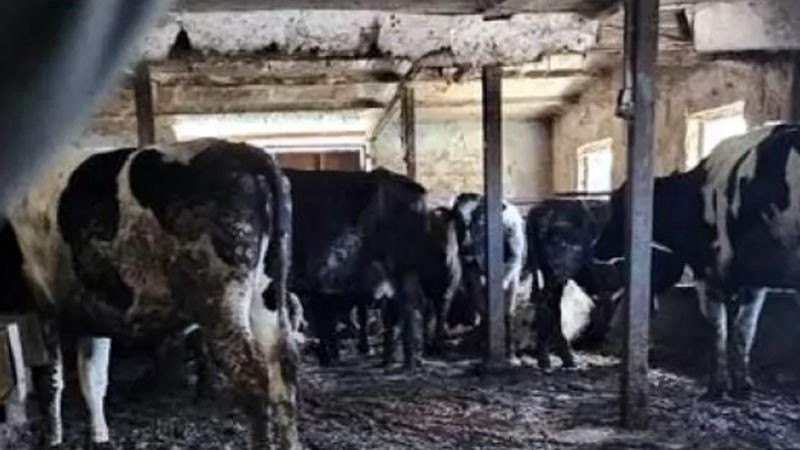 БАБХ установи втора незаконна кланица в гр. Дебелец