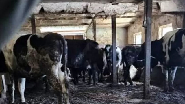 БАБХ установи втора незаконна кланица в гр. Дебелец