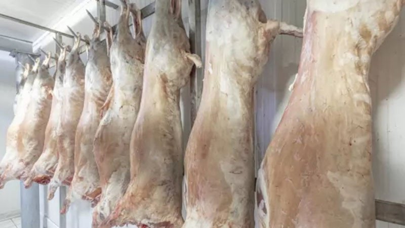 БАБХ издирва 800 заклани агнета, мистериозно изчезнали от месокомбината в СВищов