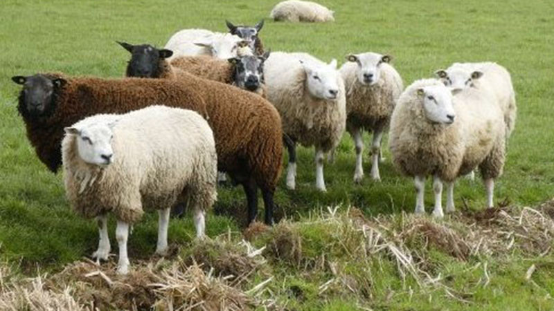 Пресечен е незаконен внос на овце от Гърция, забранен заради шап и шарка там