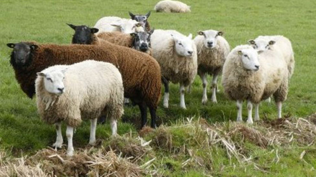 Пресечен е незаконен внос на овце от Гърция, забранен заради шап и шарка там