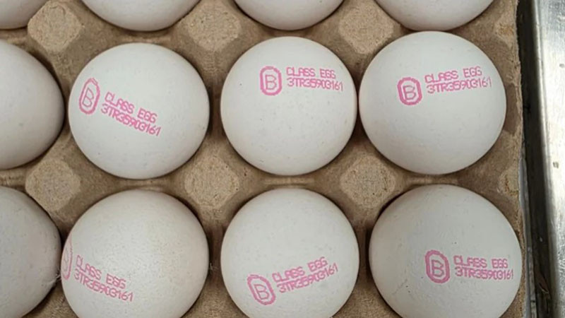 БАБХ върна почти 1,3 млн. яйца в Турция