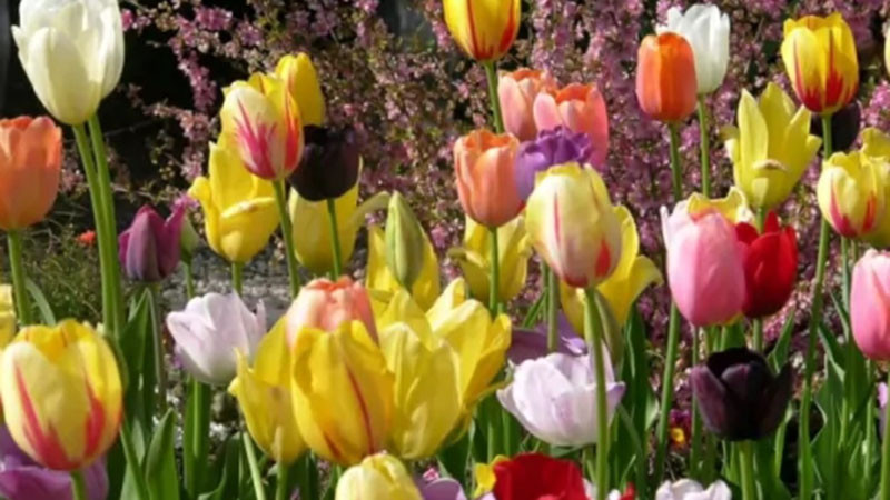 Днес ще е слънчево, на места с краткотрайни валежи