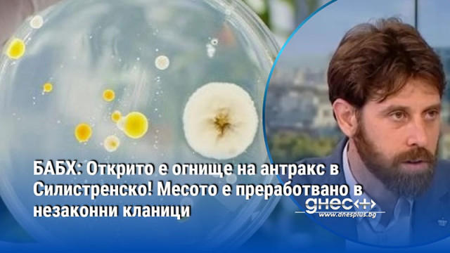 БАБХ: Открито е огнище на антракс в Силистренско! Месото е преработвано в незаконни кланици