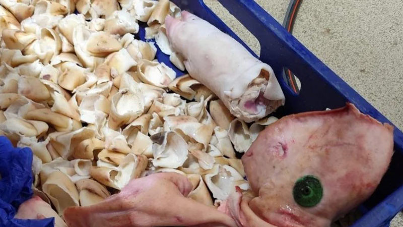 Унищожават над 3,5 тона негодни храни в Силистренско