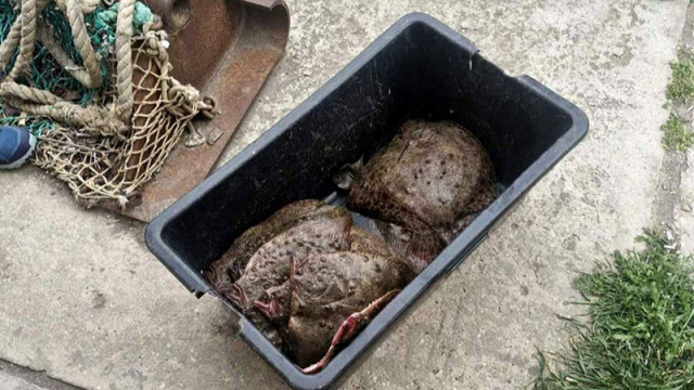 Над 18 кг калкан са иззети от ИАРА край Балчик