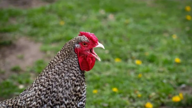 Малки ферми ще продават яйца без маркировка при нови правила