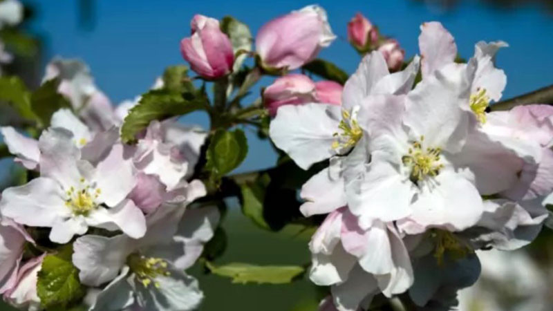 Почти лято: Термометрите ще покажат между 25 и 26 градуса