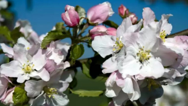 Почти лято: Термометрите ще покажат между 25 и 26 градуса